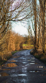Empty road along bare trees and plants
