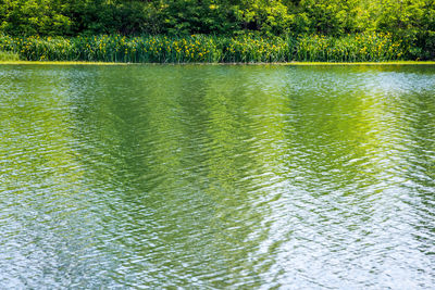 Scenic view of lake in forest