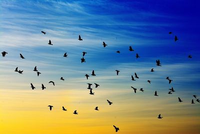 Low angle view of birds flying in sky