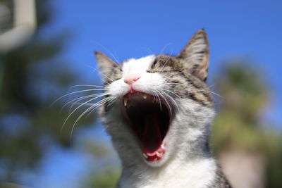 Close-up of cat yawning