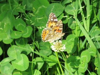 Butterfly on flower