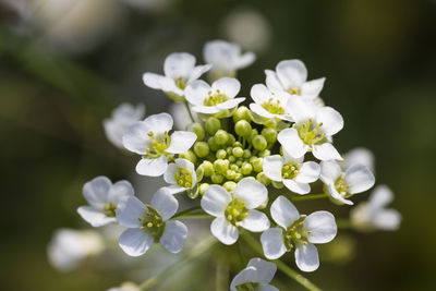 Close-up of white flowering plant