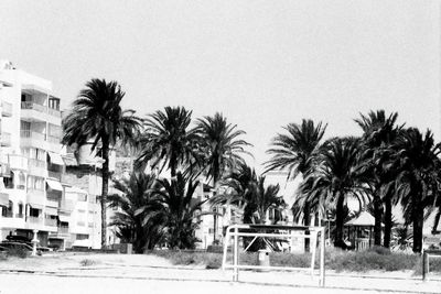 Palm trees against clear sky