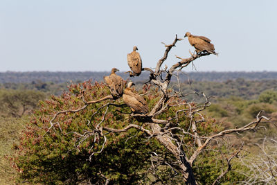 View of bird perching on tree