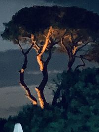 Reflection of tree in lake against sky at night