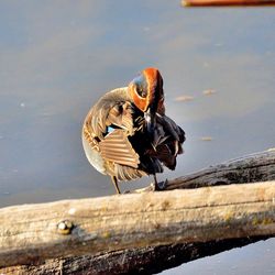 Mandarin duck perching on wood