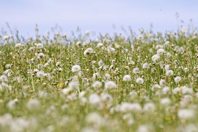 Close-up of white flowering plants on field against sky