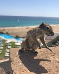 Lizard on the beach