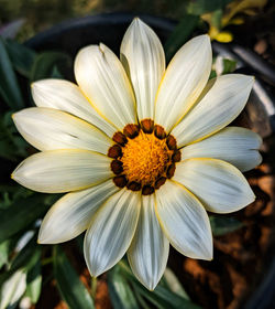 Close-up of white and yellow flower