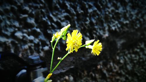 Close-up of yellow flower