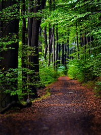 Empty footpath along trees in forest