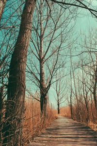 Footpath amidst bare trees in forest