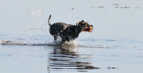 Dog in water