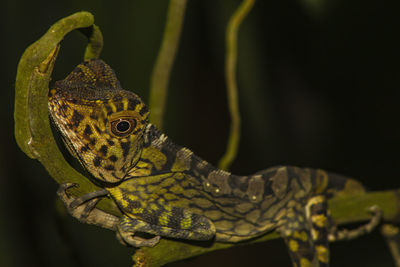 Close-up of lizard