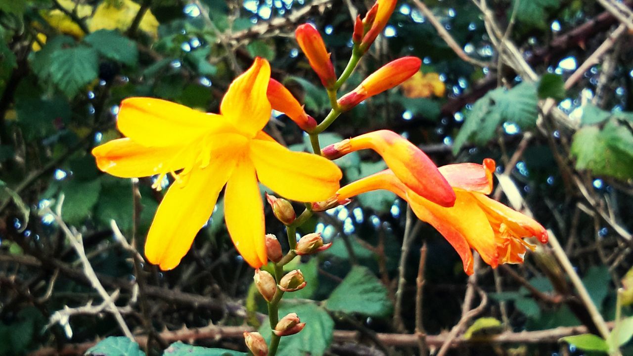 flower, petal, fragility, freshness, flower head, growth, close-up, focus on foreground, blooming, beauty in nature, nature, plant, yellow, in bloom, orange color, pollen, day, leaf, blossom, park - man made space