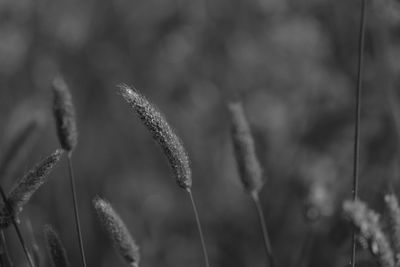 Close-up of flowering plants on field