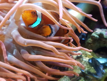 Close-up of fish in sea