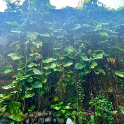 Close-up of plants growing in farm