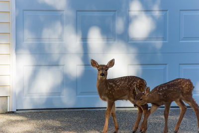 Deer walking on road against wooden wall