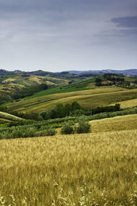 Scenic view of agricultural field against sky