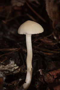 mushroom
