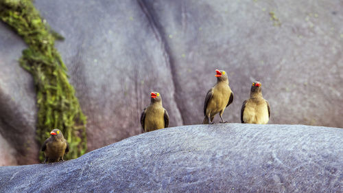 Close-up of birds on hippopotamus