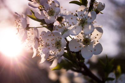 Close-up of white flowers blooming in park