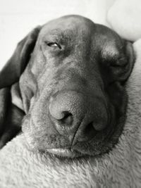 Close-up portrait of dog