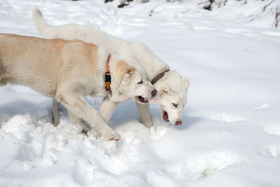 Two puppies of alabai are playing in the snow. alabai is a central asian shepherd.