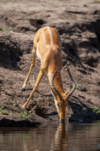 Close-up of deer on field