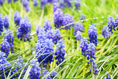 Close-up of purple flowering plants on field