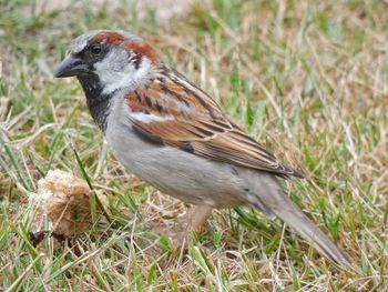 Close-up of a bird perching on a field