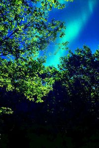 Low angle view of trees against sky