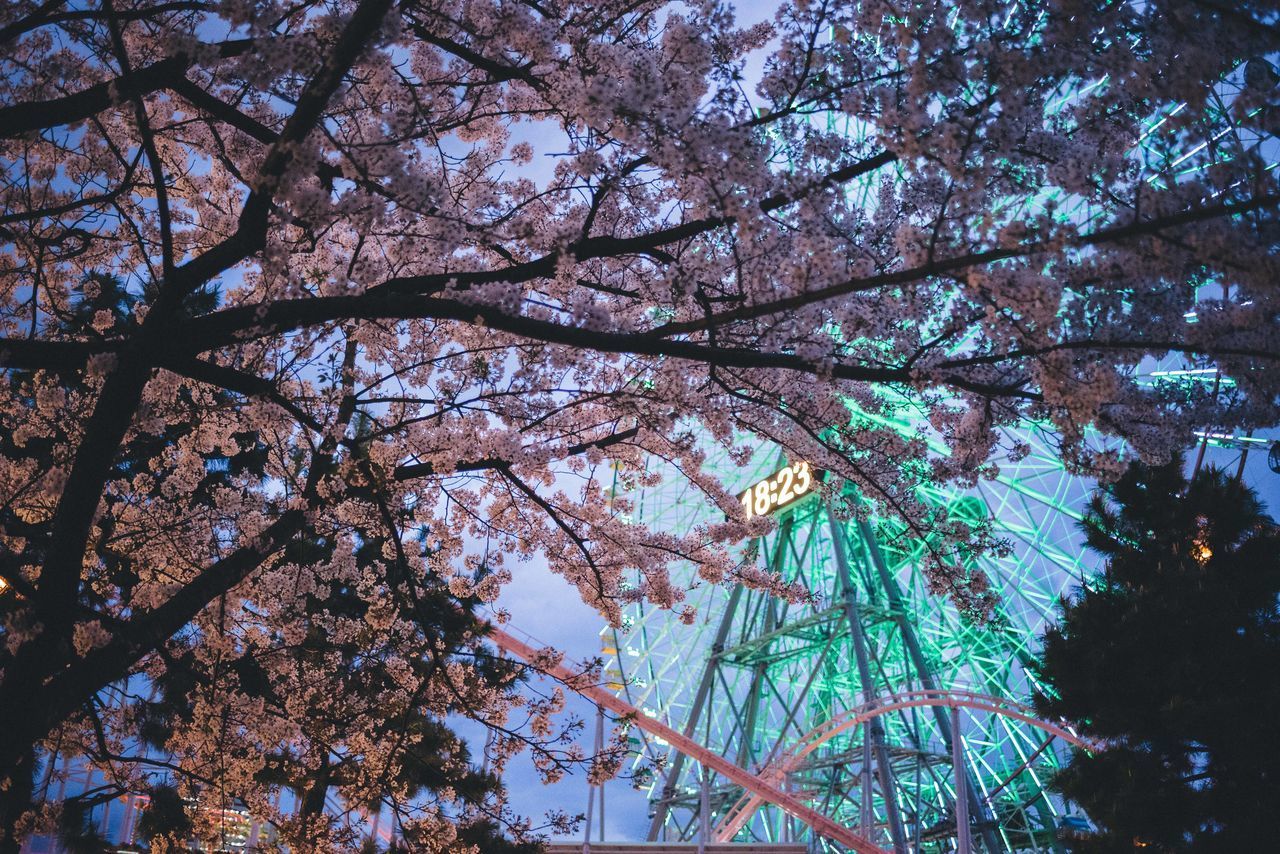 LOW ANGLE VIEW OF CHERRY BLOSSOM TREE AGAINST SKY