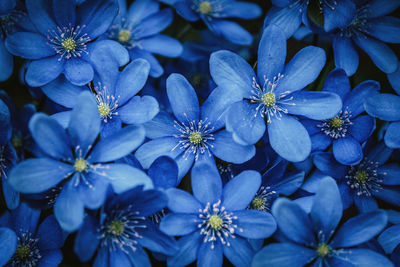 Blue forest wildflowers background, anemone hepatica, american liverwort, herb trinity blooming