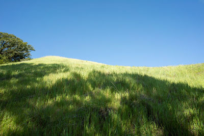 Scenic view of field against clear blue sky