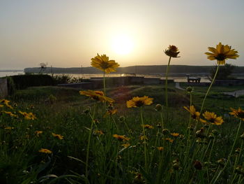 Yellow flowers blooming on field against sky during sunset