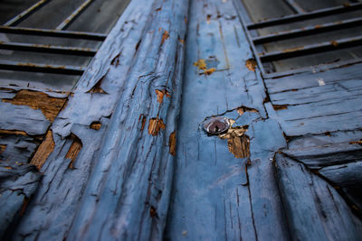 Low angle view of an animal on wooden plank