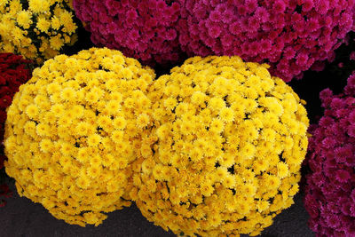 Close-up of yellow flowering plant