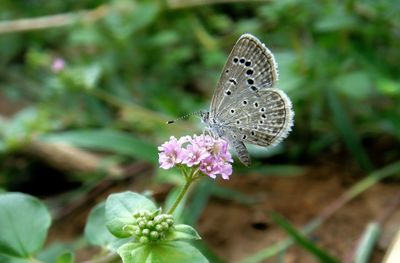 Close-up of butterfly pollinating on purple flower