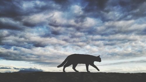 Silhouette horse against sky