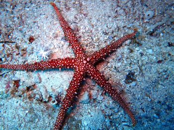 Sea starfish lying on the sandy bottom underwater