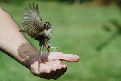 Cropped image of hand holding bird