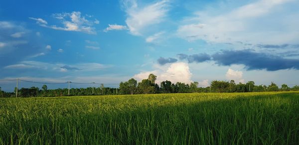 Scenic view of agricultural field against sky