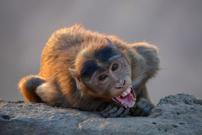 Close-up portrait of monkey on rock