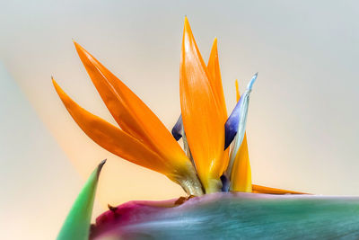 Close-up of yellow flower against orange sky