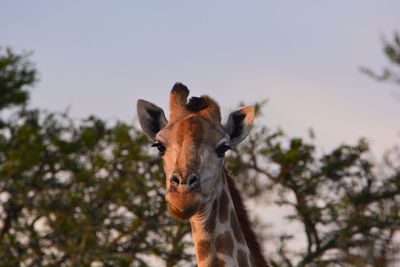 Close-up of donkey against sky
