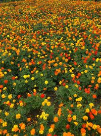 Full frame shot of orange flowering plants on field