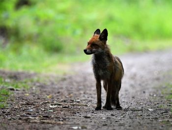 Dog standing on land