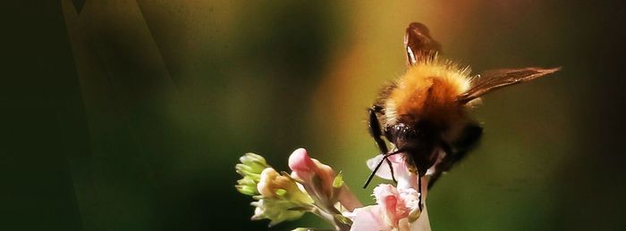 Close-up of bee on flower